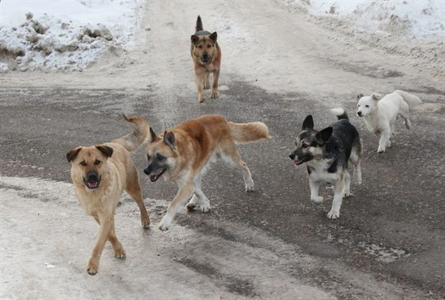 В «ДНР» собаки загрызли маленькую девочку