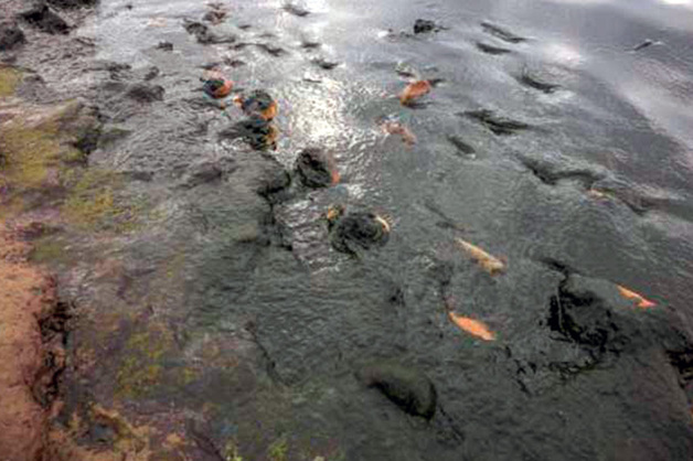 Вода в Байкале оказалась токсичной